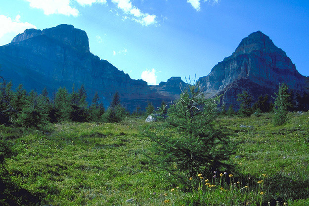 ���[�`�o���[���̃G�C�t�F���s�[�N(���A3,084��)�ƃs�i�N���R(�E�A3,067��)