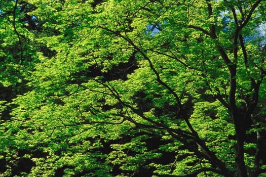 �t�̂��݂�