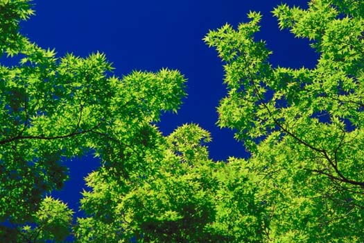 �H����ɉf����