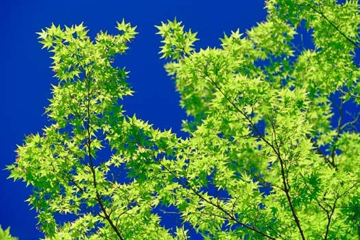 �H����ɉf����(���s�{���A����)