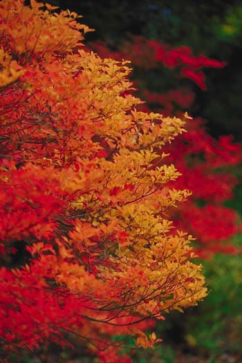 �R�����h�E�_��(���s�{���A����)