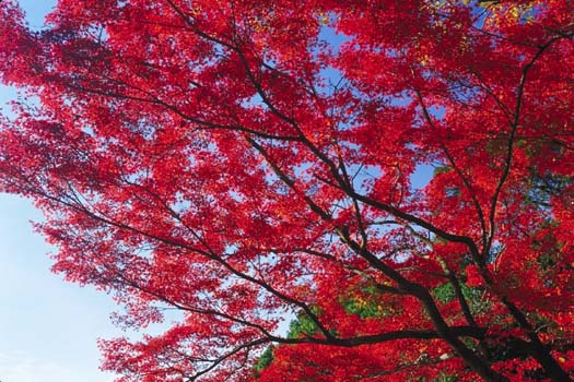 ����(���s�{���A����)