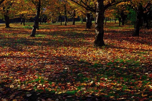 �ؘR�����-1(���s�{���A����)