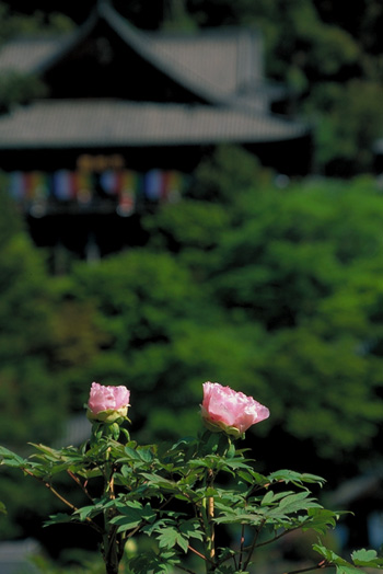 ���̏t-���O�̍�(���J��)