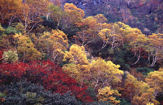 autumn Sabo-sindo 10/96(70kb)