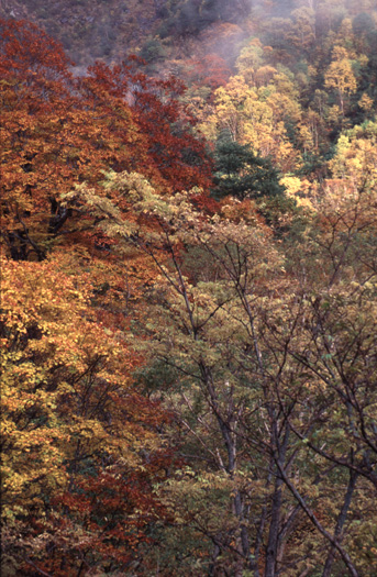 the remaining autumn. Sabo-sindo 10/96(145kb)