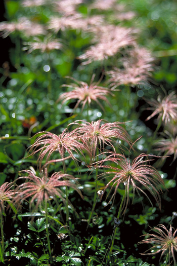 ���񂮂�܁A�ԉ߂��� - �A���v�X�뉀 (35-70/4)(�_�̕�)