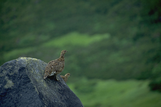 ������҂� - �_�̕����{�뉀(67kb)