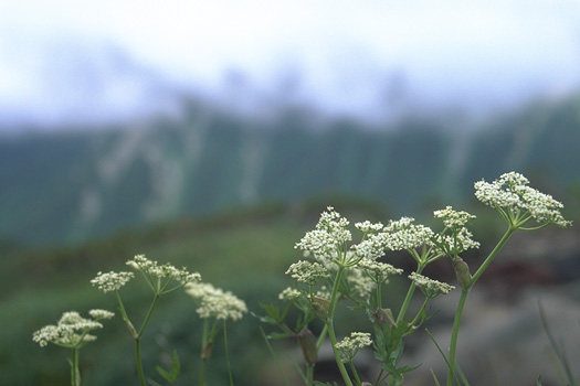 ���̊Ԃ̐Î� - �_�̕�(64kb)