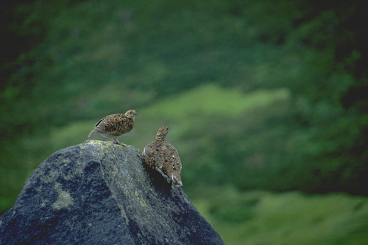 ������҂� - �_�̕�(58kb)