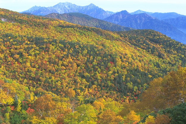 Autumnal Tints and Mt. Yari & Hotaka-renpou Range(by Echo-Line)