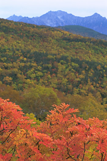 Autumnal Tints(by the Echo-Line) and Mt. Yari & Hotaka-renpou Range