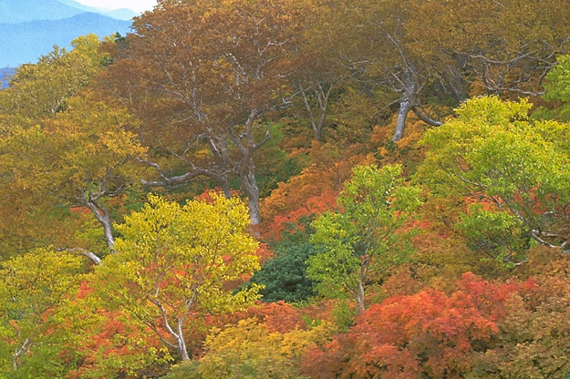 Autumnal Tints(by Echo-Line)