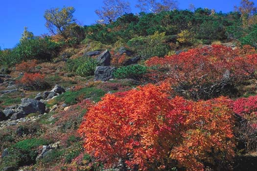 the lively Autumnal Tints - by Echo-line Road/秋色鮮やか - エコーライン(35kb)