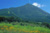 きんぽうげ咲く磐梯山(93kb)-磐梯山ゴールドライン